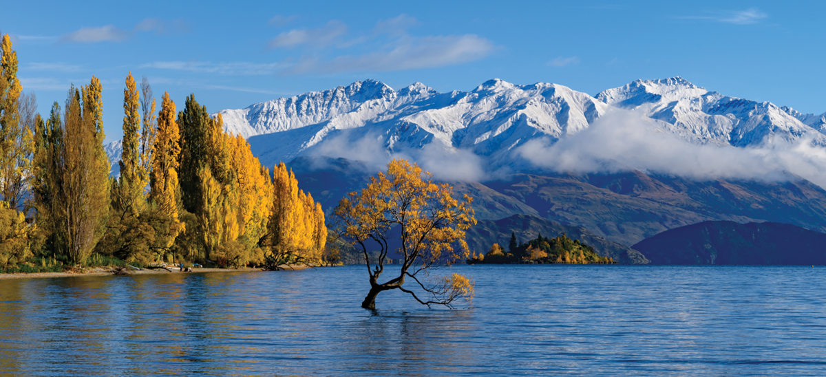 that-wanaka-tree-autumn.png