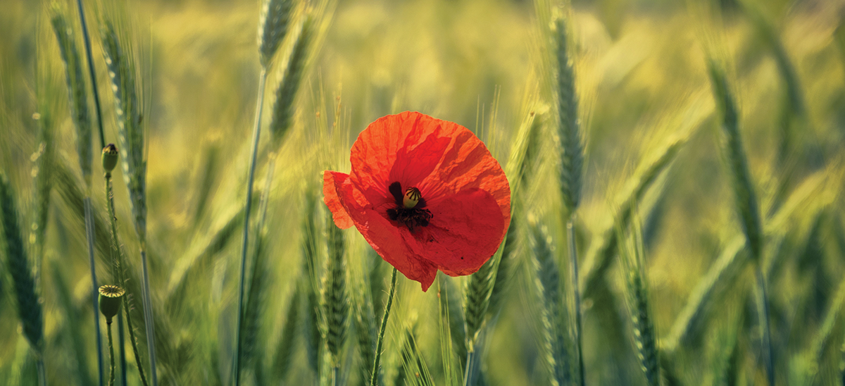 anzac-day-poppy.png